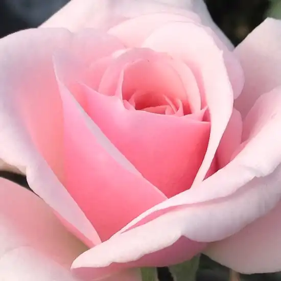 Comanda trandafiri online - Roz - trandafir de parc - trandafir cu parfum intens - Rosa Felberg's Rosa Druschki - Johannes Felberg-Leclerc - Robuști cu crengi puternice, flori mărunte decorative care înfloresc în continu .